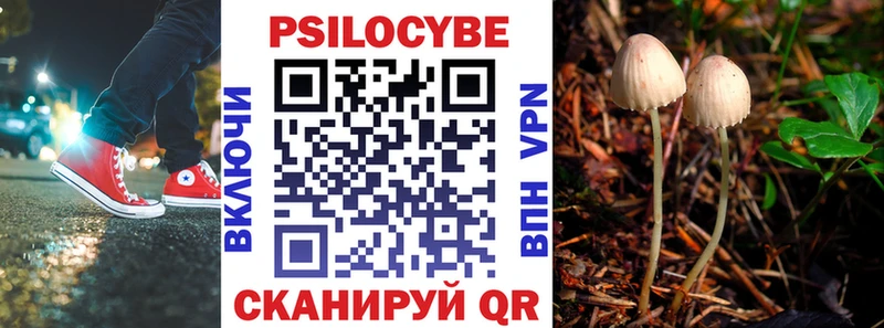 blacksprut сайт  Павловская  Галлюциногенные грибы Psilocybe 